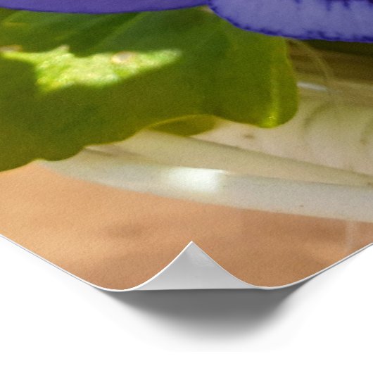 美しい青パンジー花園のポスター ポスター (角)