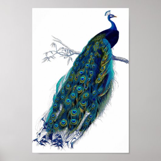 美しい青ピーコック自然鳥の尾羽 ポスター (正面)