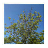 美しい青空の背の高いトネリコの写真 タイル (正面)