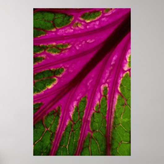 美しい非常に赤と緑の葉のパターンcabba ポスター (正面)