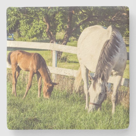 美しい馬と子馬の緑の牧草地 ストーンコースター (正面)