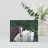 美しい馬はがき ポストカード (スタンド正面)