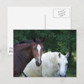 美しい馬はがき ポストカード (正面/裏面)