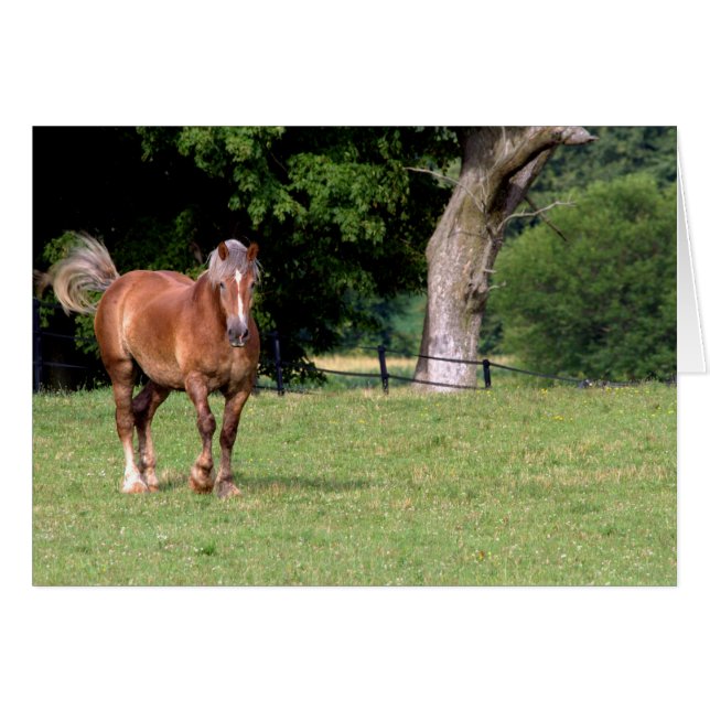 美しい馬 (正面横)