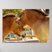 美しい馬 ポスター (正面)