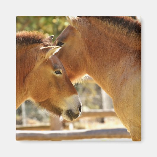 美しい馬 マグネット (正面)