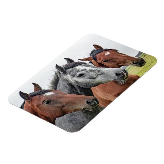 美しい馬 マグネット (左側)