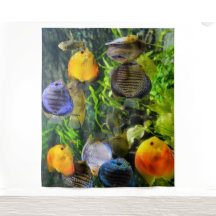 美しい魚の写真用背景