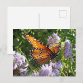 美しい鮮やかなオレンジ色の（昆虫）オオカバマダラ、モナーク蝶の写真 ポストカード (正面/裏面)