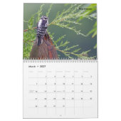 美しい鳥の写真の壁カレンダー歌の鳥 カレンダー (3月 2027)