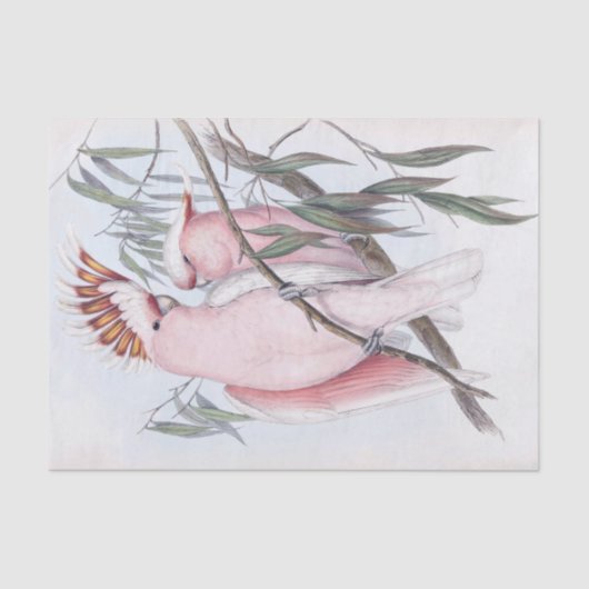 美しい鳥コカトオピンク淡い色ののカカタ 薄葉紙 (正面)