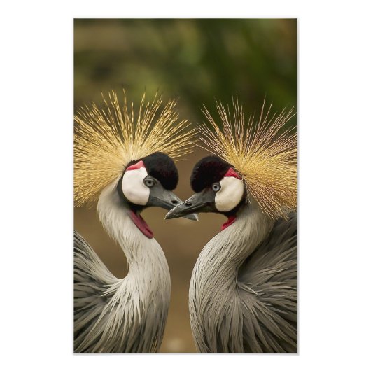 美しい鳥ペアの壁アートフォトプリント フォトプリント            (正面)