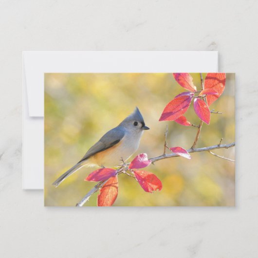 美しい鳥写真 |閉じる | Heartfelt カード (正面)