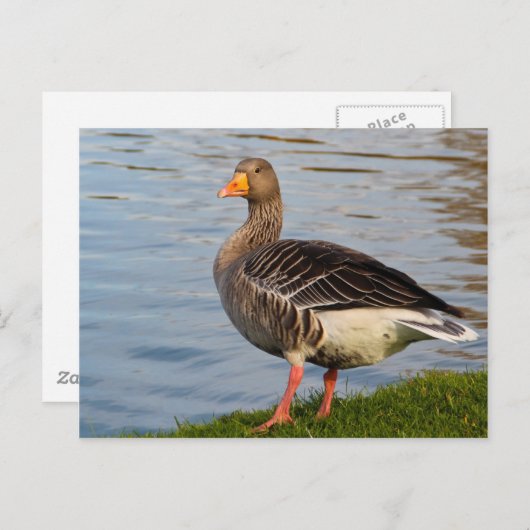 美しい鳥 ポストカード (正面/裏面)