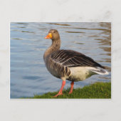 美しい鳥 ポストカード (正面)