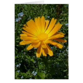 美しい黄色い花，デイジー