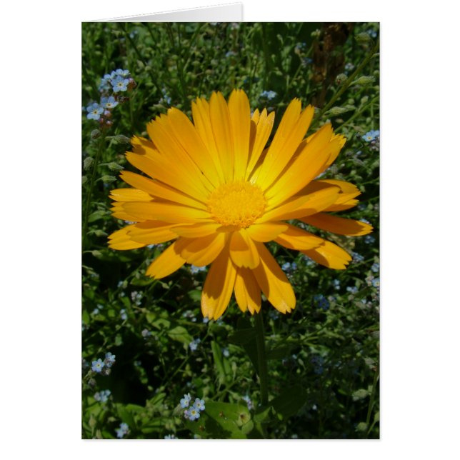 美しい黄色い花，デイジー (正面)