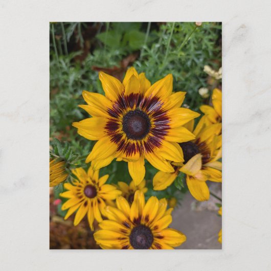 美しい黄色い花 ポストカード (正面)