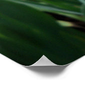 美しい黄色と白の虹彩花の写真 ポスター (角)