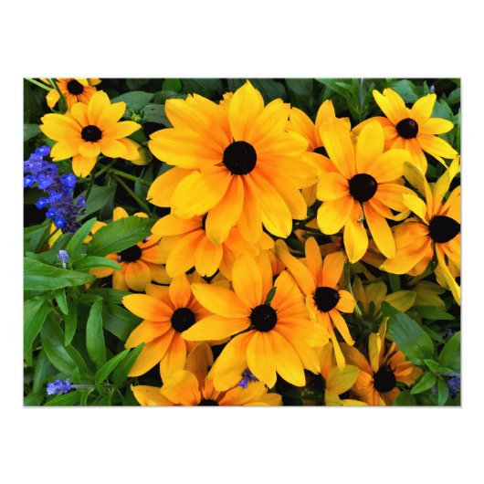 美しい黄色のデイジー写真 フォトプリント            (正面)