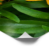 美しい黄色のデイジー写真 ポスター (コーナー)