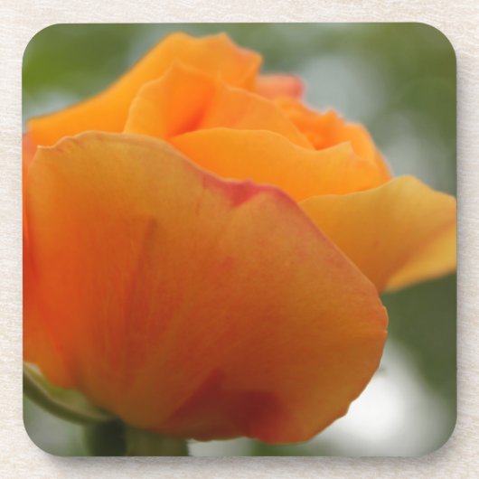 美しい黄色のバラの花の写真 コースター (正面)