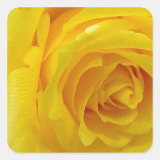 美しい黄色のバラの花の写真 スクエアシール (正面)