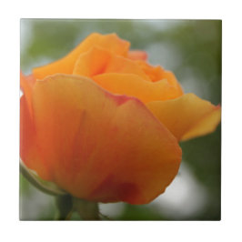 美しい黄色のバラの花の写真 タイル