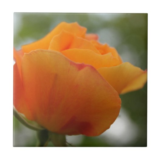 美しい黄色のバラの花の写真 タイル (正面)