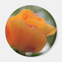 美しい黄色のバラの花の写真 マグネット