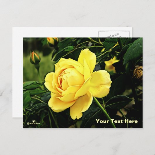 美しい黄色のバラ シーズンポストカード (正面/裏面)