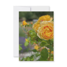 美しい黄色のバラ