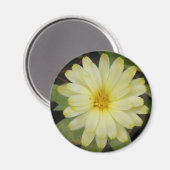 美しい黄色のマリゴールド磁石 マグネット (正面/裏面)