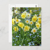 美しい黄色の水仙の庭 ポストカード (正面/裏面)