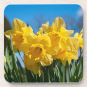 美しい黄色の水仙 コースター (正面)