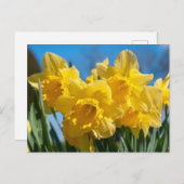 美しい黄色の水仙 ポストカード (正面/裏面)