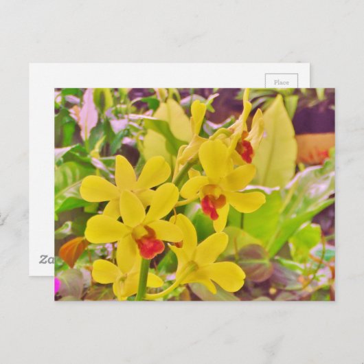 美しい黄色の秋のラン ポストカード (正面/裏面)