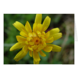 美しい黄色の野生の花、タンポポ