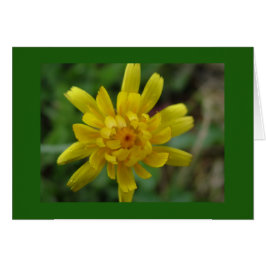 美しい黄色の野生の花、タンポポ