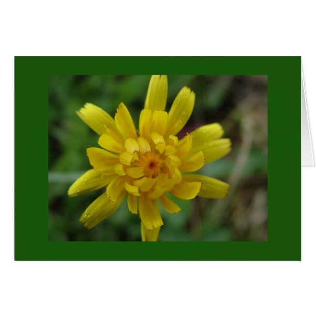 美しい黄色の野生の花、タンポポ (正面横)