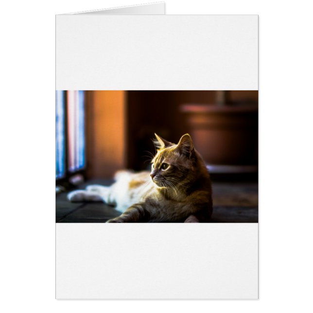 美しい黄金の子猫 (正面)