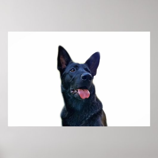 美しい黒いドイツの羊飼い ポスター (正面)