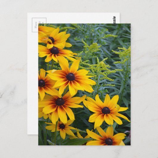 美しい黒い目のスーザンフラワーガーデン ポストカード (正面/裏面)