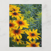 美しい黒い目のスーザンフラワーガーデン ポストカード (正面)