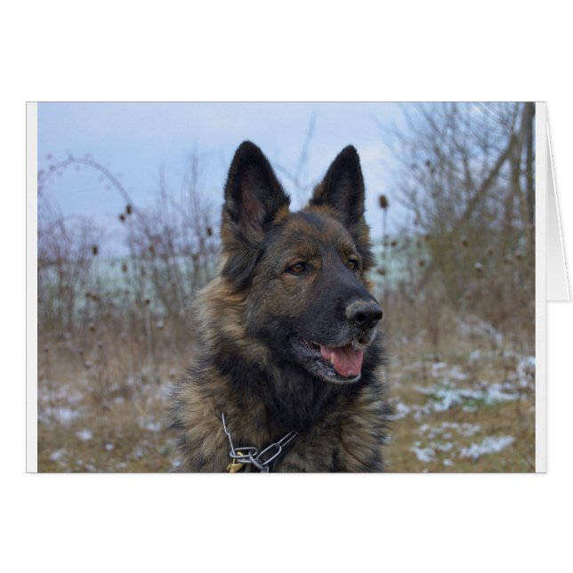 美しい黒と褐色のドイツの羊飼いの子犬 (正面横)