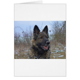 美しい黒と褐色のドイツの羊飼いの子犬