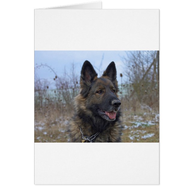 美しい黒と褐色のドイツの羊飼いの子犬 (正面)