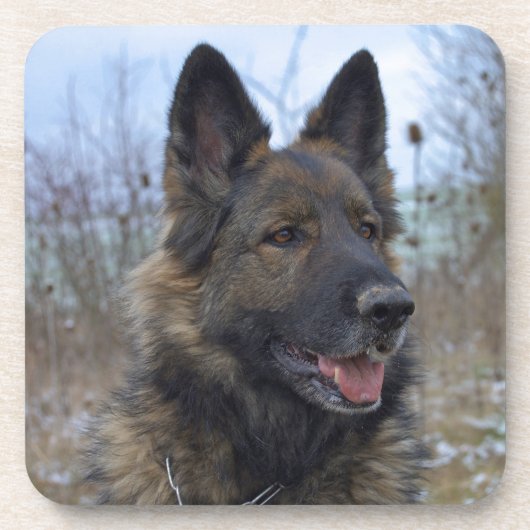 美しい黒と褐色のドイツの羊飼いの子犬 コースター (正面)