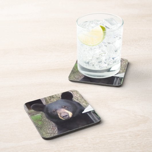 美しい黒熊 コースター (右側)