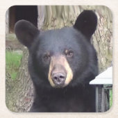 美しい黒熊 スクエアペーパーコースター (正面)
